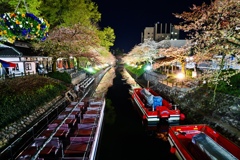 富山の松川ベリの夜桜