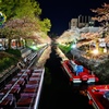 富山の松川ベリの夜桜