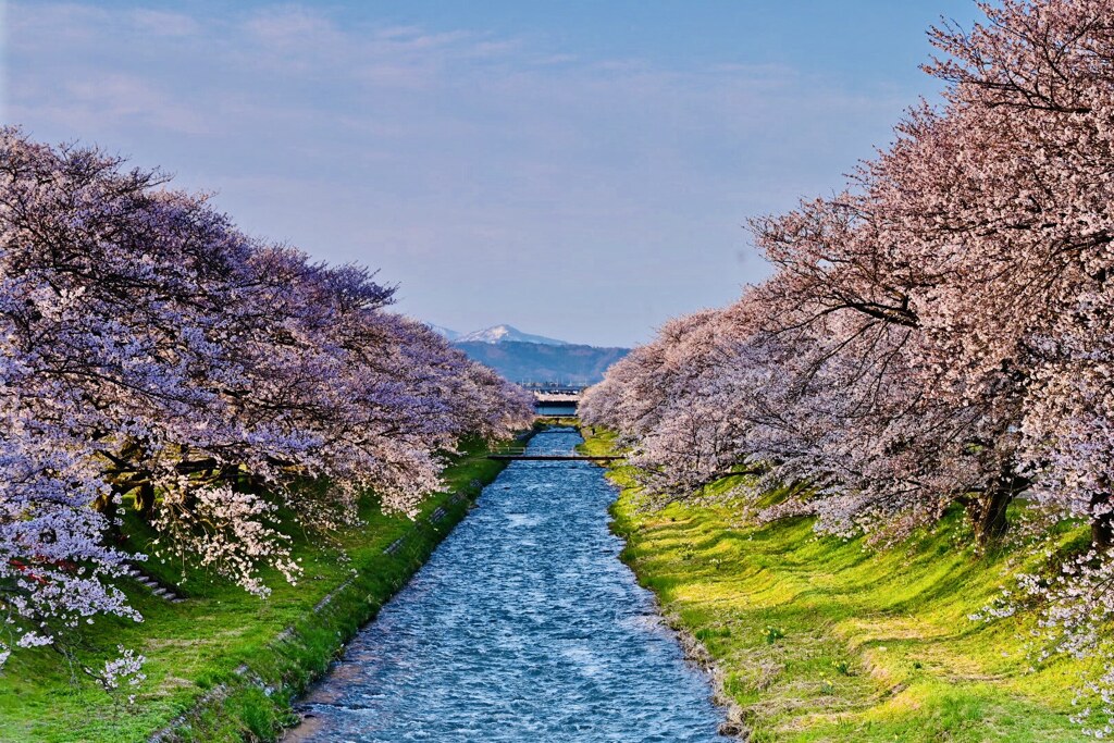 舟川べりの桜並木