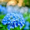 紫陽花と夕陽