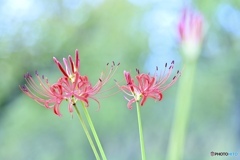 彼岸花咲きはじめ