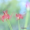 彼岸花咲きはじめ