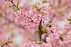 河津桜のメジロ