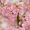 河津桜のメジロ