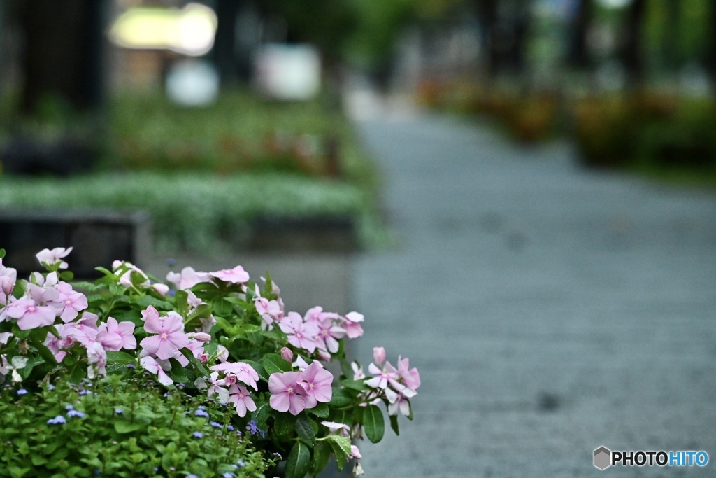 姫路駅北側歩道