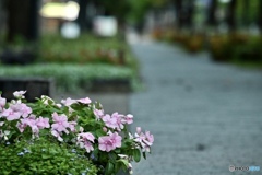 姫路駅北側歩道