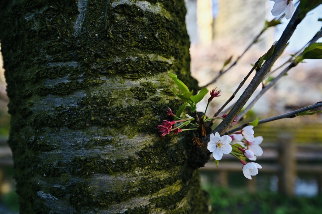 おう、来年な！