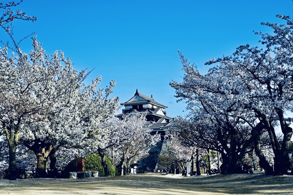 松山城と桜