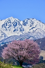 野平の一本桜