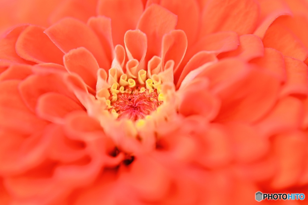 お花マクロ