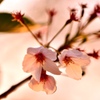 最後の桜
