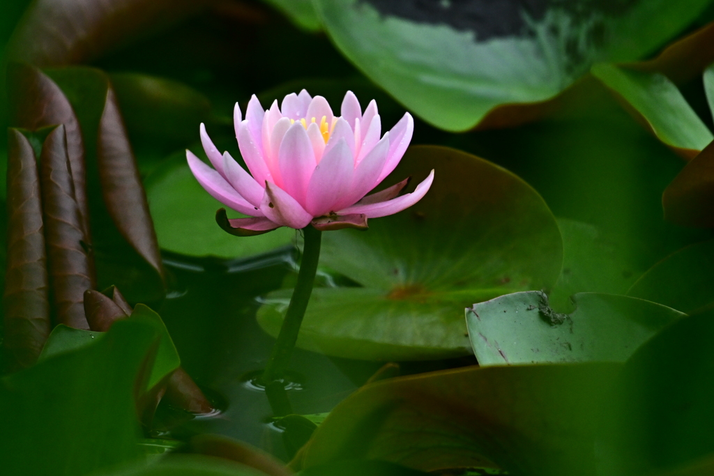 蓮の花