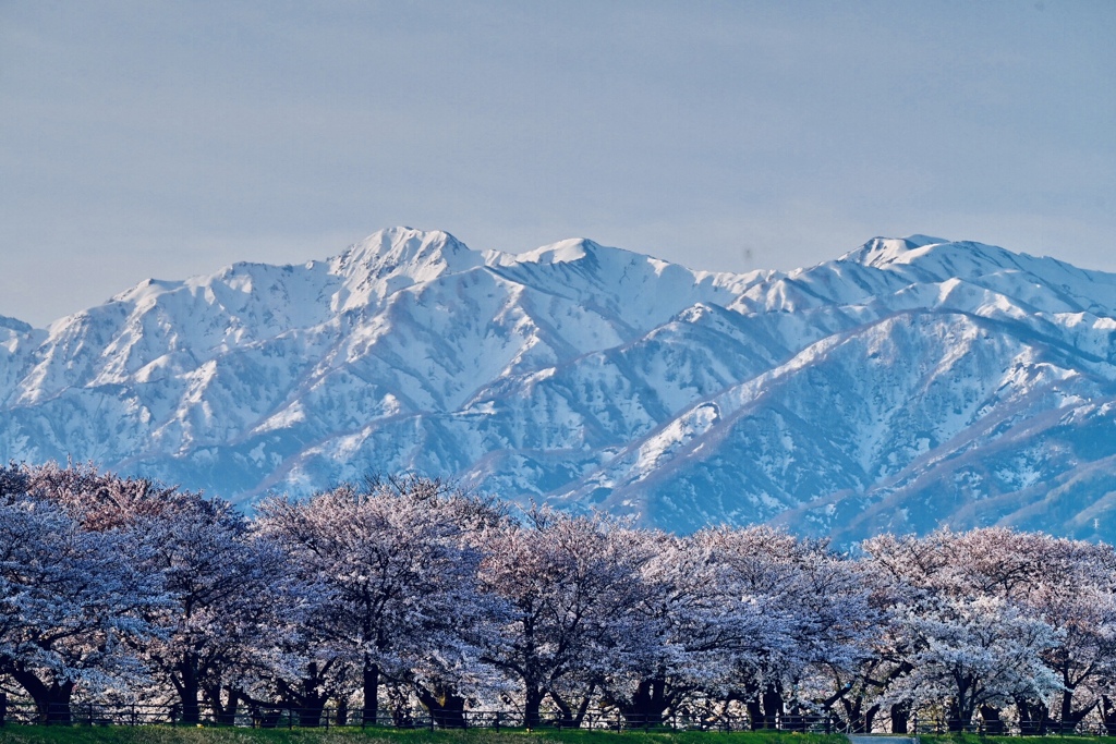 舟川べり桜並木と朝日岳