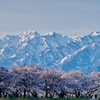 舟川べり桜並木と朝日岳