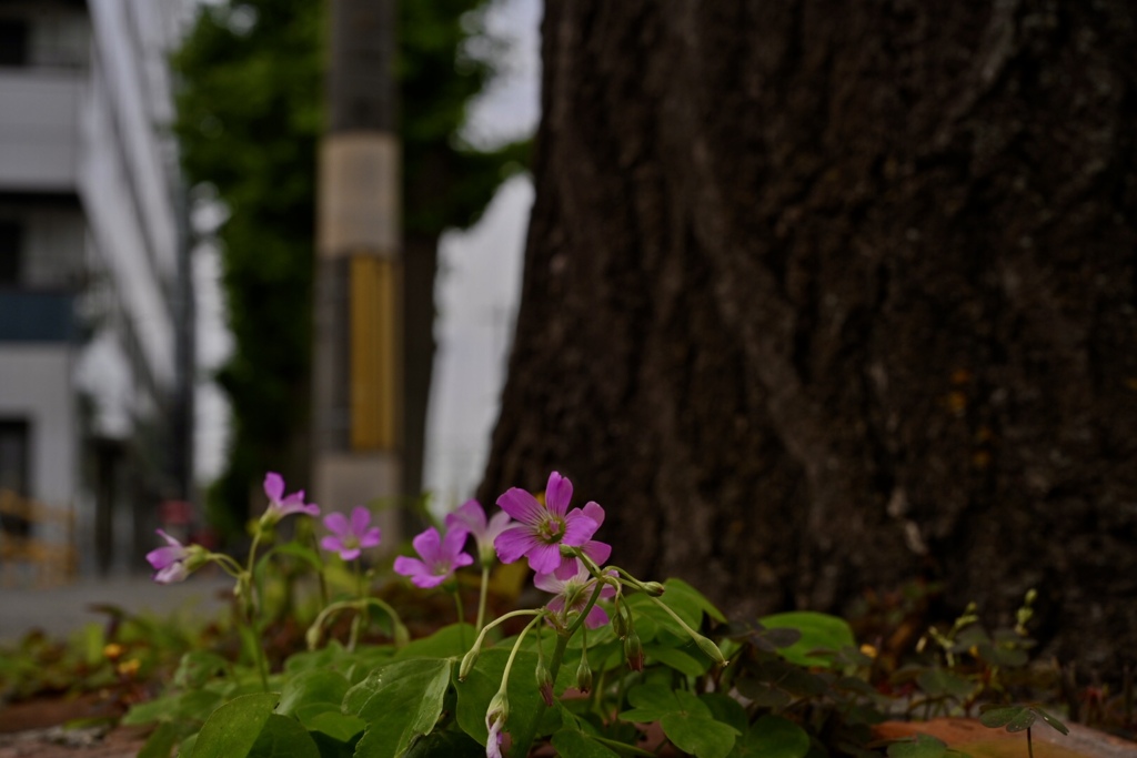 道端のお花