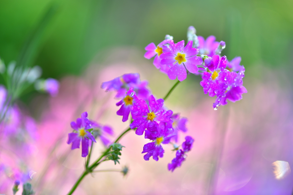 春のお花