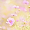 今更ながらワガママな私に