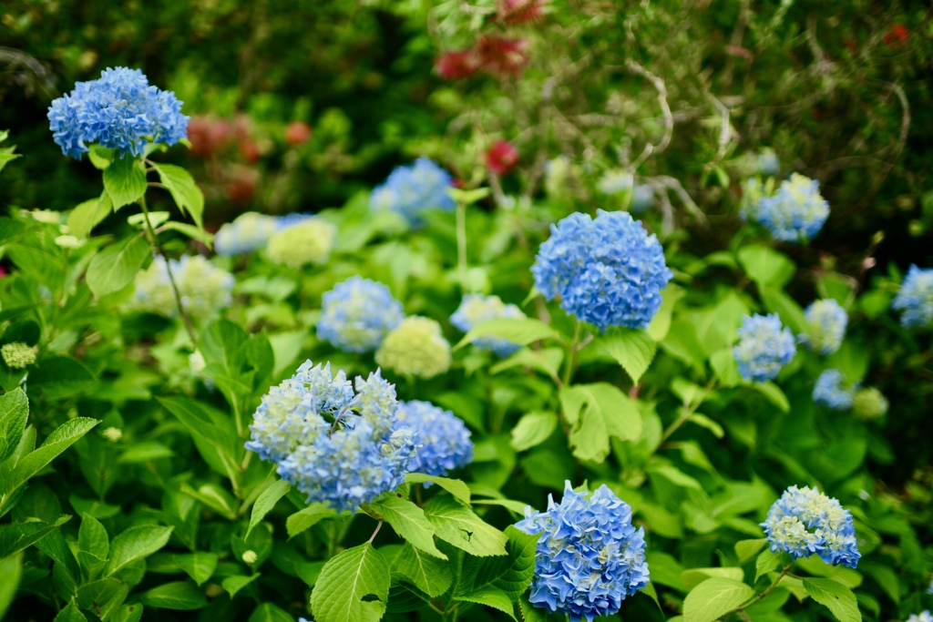 久安時の紫陽花