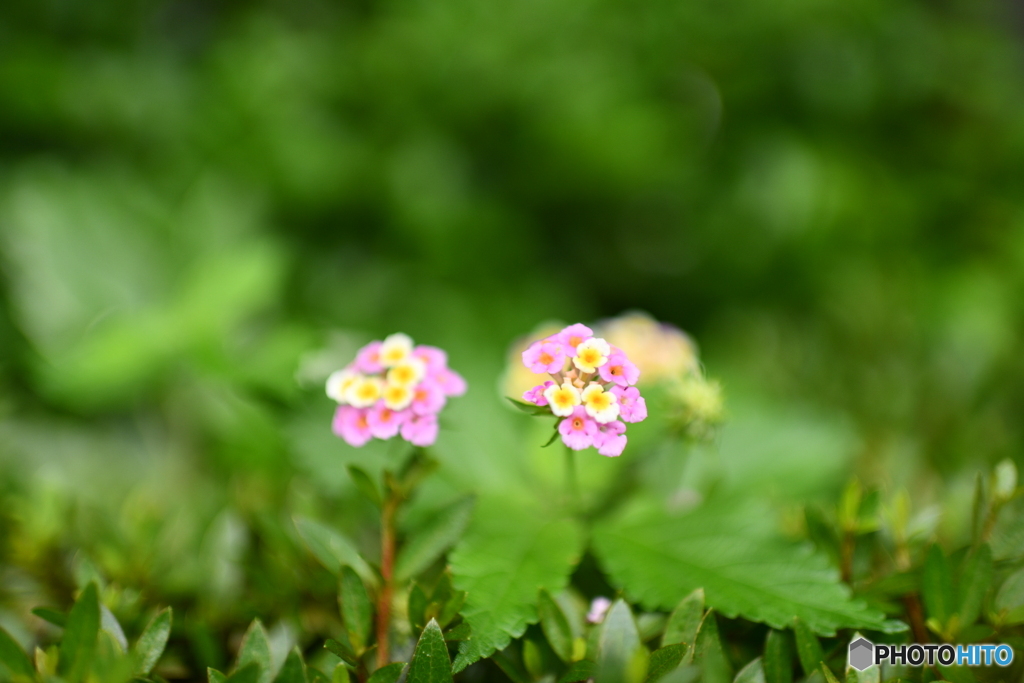 紫陽花の赤ちゃん