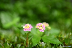 紫陽花の赤ちゃん