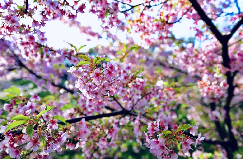 たぶん河津桜