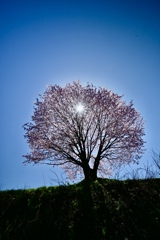 野平の一本桜