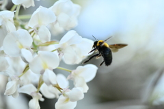 クマバチと藤の花