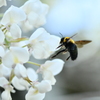 クマバチと藤の花