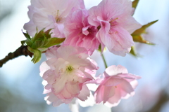 八重桜ですよねー