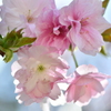 八重桜ですよねー