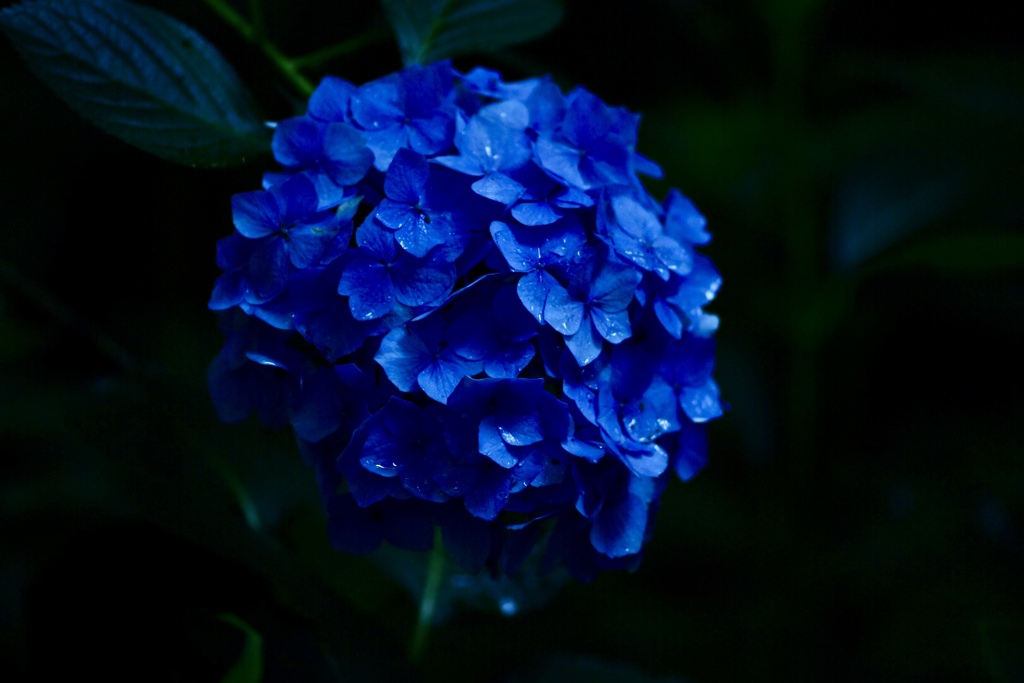 夕立後の紫陽花