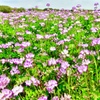 蓮華