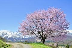 野平の一本桜