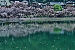 下北山桜祭り