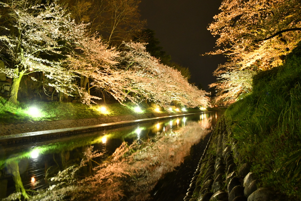 富山市松川の夜桜