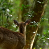 若草山でバンビ探し