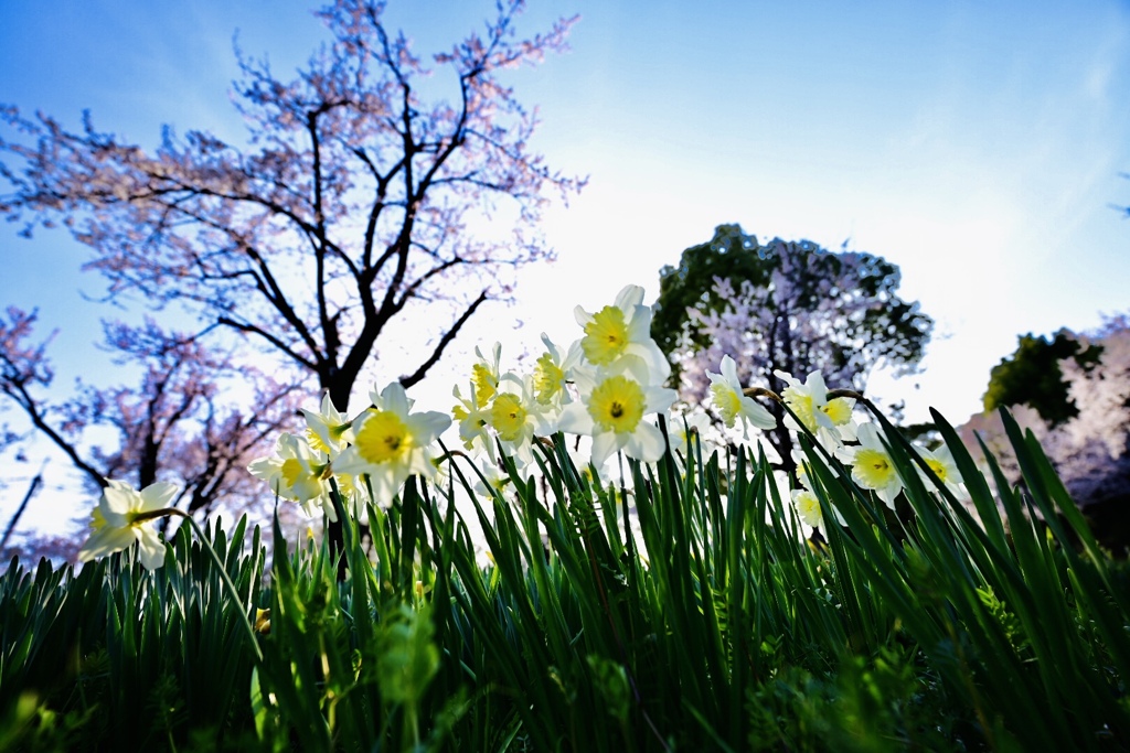 お花