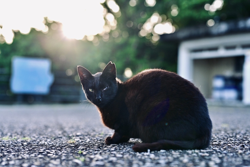 朝一の猫