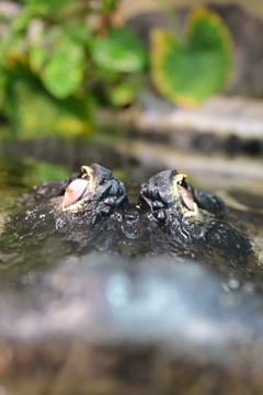 ワニだに