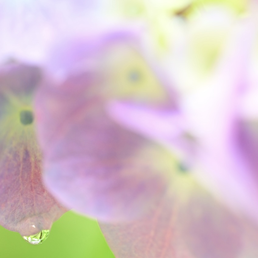 紫陽花と水滴