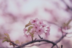 多分河津桜