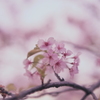 多分河津桜