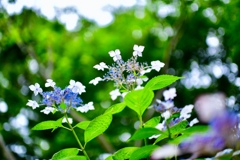 紫陽花裏側
