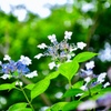 紫陽花裏側