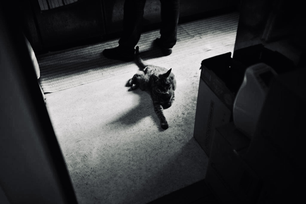 キッチンの守り猫