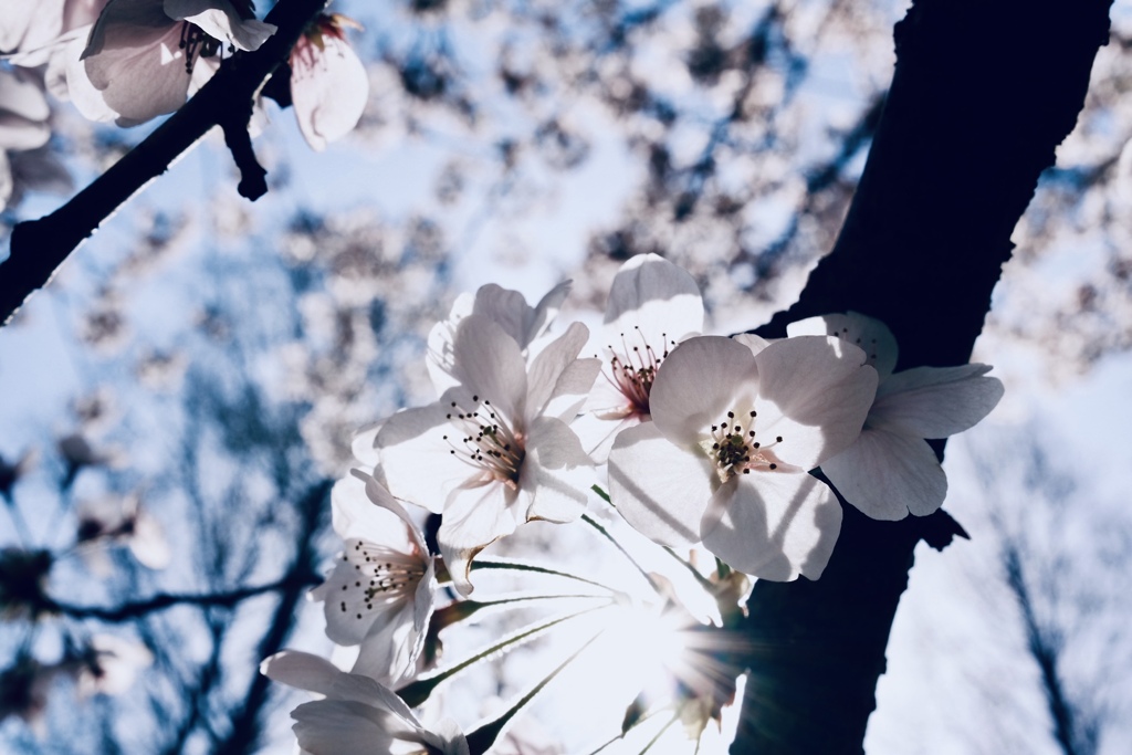 桜と太陽