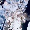 桜と太陽