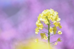 菜の花