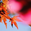 紅葉から椿へ