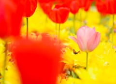 チューリップの花園